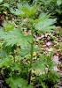 Motherwort Leonarus cardiaca